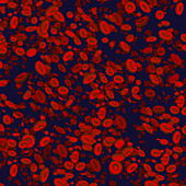 Red blood cells, conceptual illustration