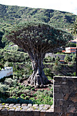 Canary Islands dragon tree (Dracaena draco)