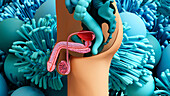 Male reproductive system, illustration