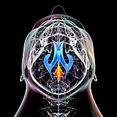 Fourth brain ventricle, illustration