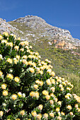 Tree pincushion (Leucospermum conocarpodendron) flowers