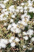 Phyllobolus canaliculatus flowers