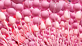 Sperm cells within testis, illustration