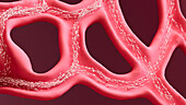 Sperm cells in seminiferous tubules, illustration