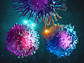 Dendritic cell activating T and B cells, illustration