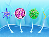 Carriers for mRNA vaccines, illustration