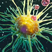 Uptake of mRNA vaccine by dendritic cell, illustration