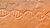 Molecule of DNA, illustration