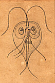 Giardia intestinalis parasite, illustration