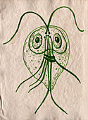 Giardia intestinalis parasite, illustration