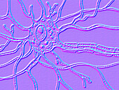 Motor neuron structure, illustration