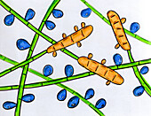 Trichophyton rubrum fungi, illustration