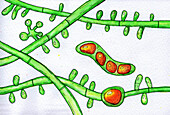 Trichophyton tonsurans fungi, illustration