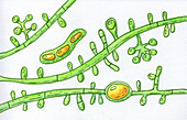 Trichophyton tonsurans fungi, illustration