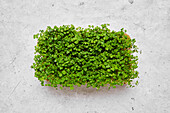 Fresh cress on substrate block