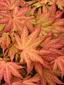 Acer japonicum Autumn Moon