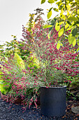 Zierstrauch mit roten Blüten in modernem Pflanzkübel im Garten