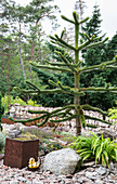 Young Araucaria tree (Araucaria araucana) in the rock garden