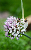 Zwiebelblüte (Allium) mit Insekten