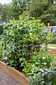 Hochbeet mit Bohnenpflanzen und Ringelblumen im Sommergarten