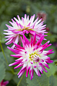 Dahlien (Dahlia) in pink-weißer Färbung im Garten