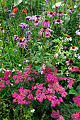 Colourful summer flowers in a lush garden bed