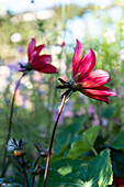 Rote Dahlie (Dahlia) im Sommergarten