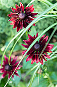 Red coneflower (Echinacea purpurea) in the summer garden