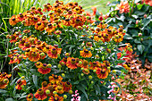 Sonnenbraut (Helenium), gelb blühende Staude im Gartenbeet