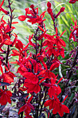 Lobelia (Lobelia x speciosa), red flowering in the garden