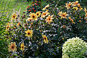 Dahlia (Dahlia), flowering in the border