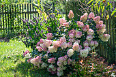 Rispenhortensie 'Vanilla Fraise'  (Hydrangea Paniculata) und Duftnessel (Agastache) im Beet