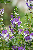 Engelsgesicht, (Angelonia angustifolia), Blütenkerze weiss-lila