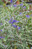 Bartblume (Caryopteris), blühende Staude im Garten