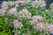 Stonecrop (Sedum), flowering in the border