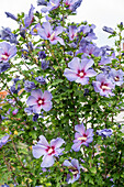 Hibiskus, Eibisch (Hibiscus), Blütenportrait