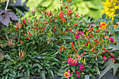 Small red chilli peppers on a bush (Capsicum Annuum)