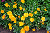 Marigold (Calendula) in the garden bed