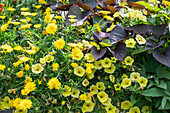 Petunie (Petunia) und Ringelblume (Calendula), gelb blühend im Beet