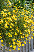 Zweizahn, Goldmarie (Bidens ferulifolia), blühende Hecke am Zaun