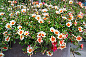 Portulaca 'Red Cross' (Portulaca grandiflora) in a flower bowl