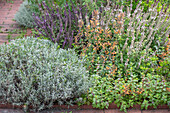 Apricot balm 'Apricot Sprit' (Agastache aurantiaca), lavender (Lavandula) in the garden bed