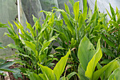 Ginger (Zingiber Officinale), plant in the border