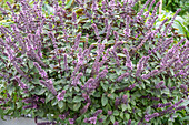 Shrub basil 'African Blue' (Ocimum basilicum) flowering in the border