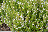 Mountain savoury (Satureja montana) flowering in the bed