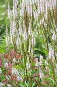 Candelabra speedwell 'Pink Glow' (Veronicastrum virginicum), white flowering in the garden