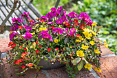 Portulaca (Portulaca grandiflora) in a flower bowl