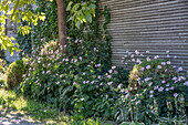 Autumn anemones (Anemone Hupehensis) flowering in a bed against the house wall