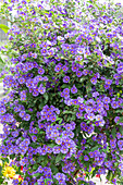 Gentian bush (Lycianthes rantonnetii), blue flowering in a pot