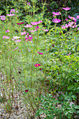 Schmuckkörbchen, Cosmea (Cosmos Bipinnatus) blühend im Garten